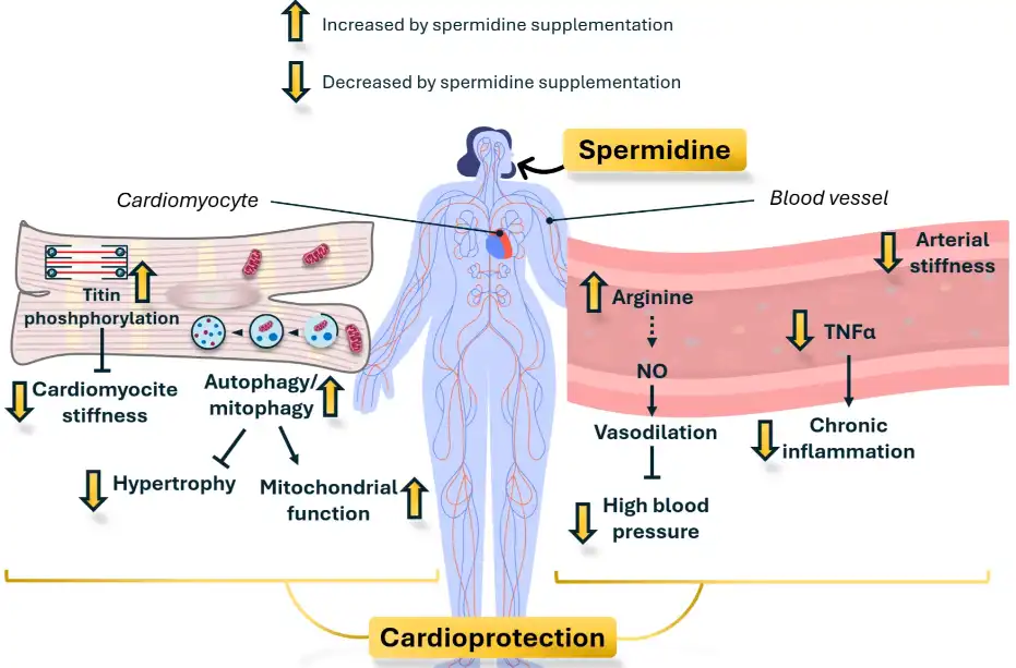 What Are the Top Health Benefits of Food Grade Spermidine Powder You Should Know?